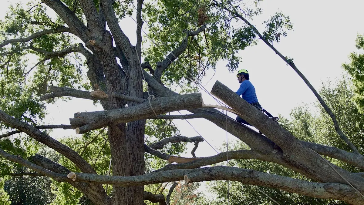 Professional Hazardous Tree Removal performed by certified arborists in North Lawrence