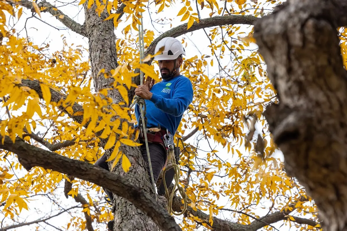 Skilled Tree Planting crew working in North Lawrence